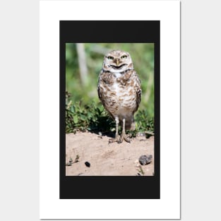 Burrowing Owl Posters and Art